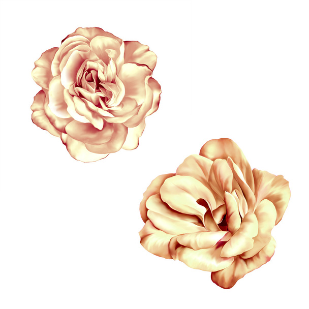 Pastel pink Rose Flowers - Foto, immagini