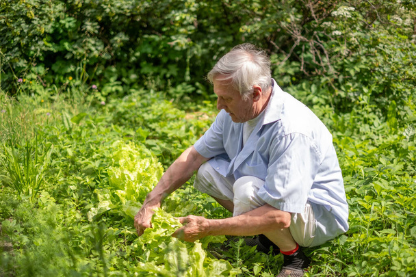 Senior zbieranie świeżych zieleni, spokojny nastrój, idealny dla tematów wellness i zdrowia. Starszy mężczyzna w ogrodzie ze świeżą sałatą w wiosenny lub słoneczny letni dzień. Wysokiej jakości zdjęcie - Zdjęcie, obraz