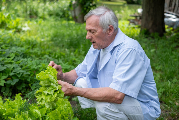 Starszy ogrodnik w jasnoniebieskim, wśród bujnej zieleni, sałaty, ucieleśnia hobby emerytalne i rolnictwa ekologicznego. Styl życia seniorów na wsi. Wysokiej jakości zdjęcie - Zdjęcie, obraz