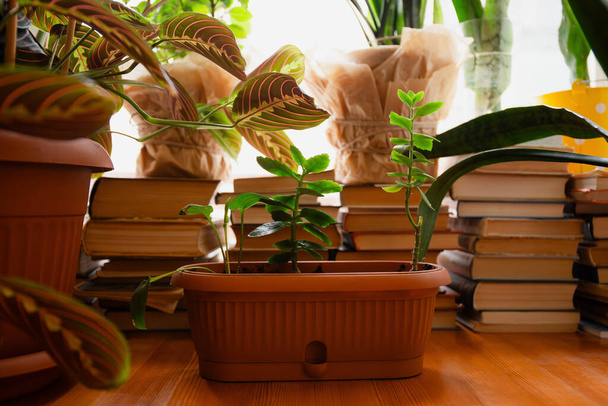 木製のテーブルの上の本の山の間で繁栄する植物は,日光浴室で居心地の良い知的な雰囲気を作成します. - 写真・画像