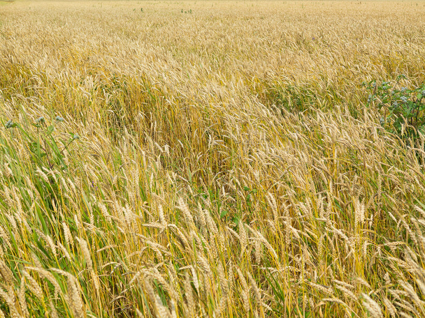 Termina amarillo hermoso campo de trigo en verano
 - Foto, imagen