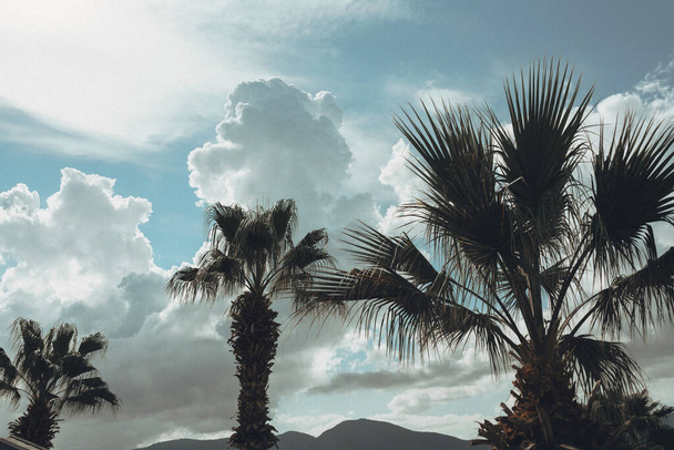 Pohled na modré nebe a palmy zdola, retro styl, tropické pláže a letní zázemí, cestovní koncept.  - Fotografie, Obrázek