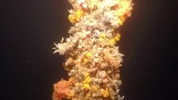 Öljy- ja kaasuputken korallit
 - Materiaali, video