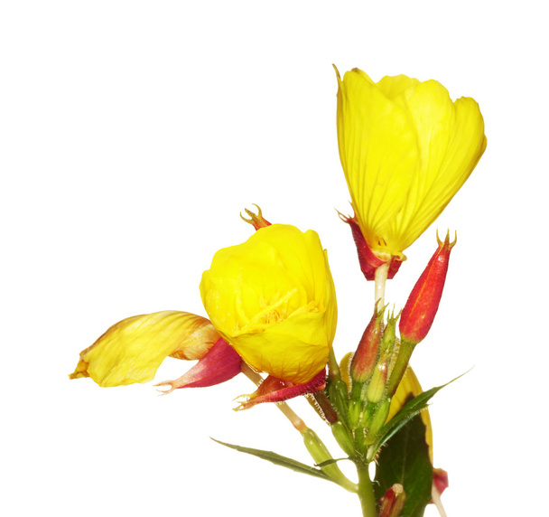 Oenothera glazioviana - Photo, Image