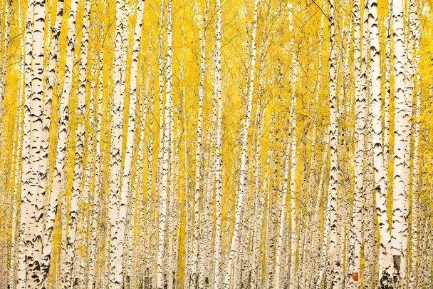 Floresta de bétula de outono
 - Foto, Imagem