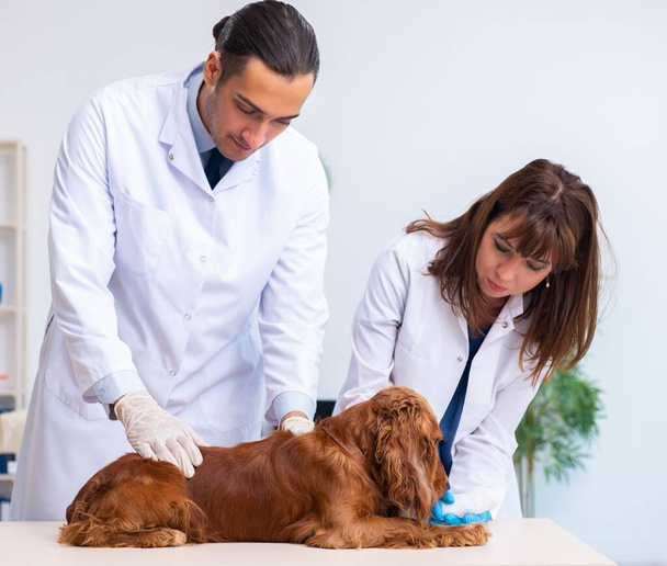 The vet doctor examining golden retriever dog in clinic - Photo, Image