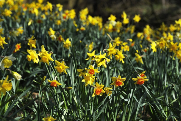 ogrody wiosna - Zdjęcie, obraz