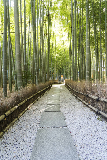 Сад бамбука в Хокудзи - Фото, изображение