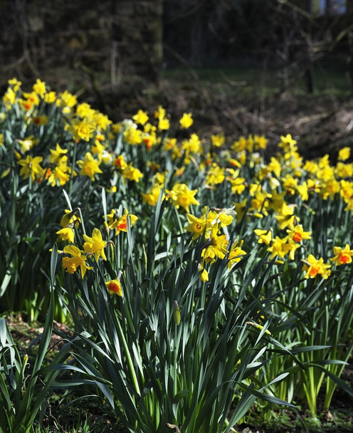 Spring Gardens - Photo, Image