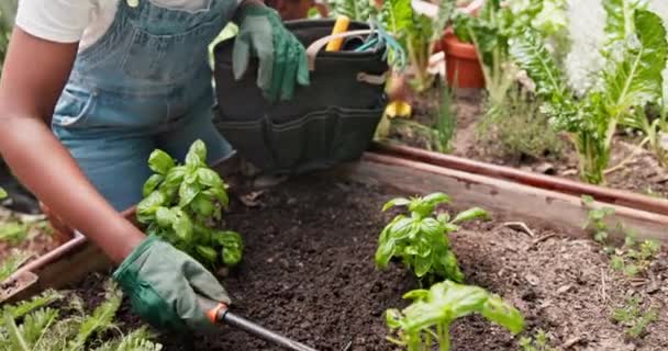 Closeup, garden and person with plants, sustainability and agriculture with food and nature. Person, outdoor and backyard with sand and sprout with growth and flowers with sunshine and countryside. - Footage, Video