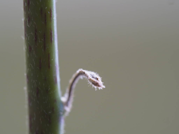 Młody liść awokado drzewo zbliżenie - Zdjęcie, obraz