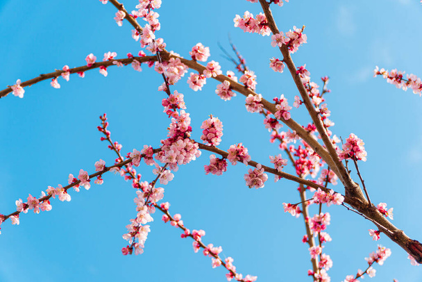 Apricot blossom branch. Pink apricot tree blossom flowers blooming in spring. - Photo, Image