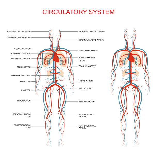Sistema circolatorio - Vettoriali, immagini