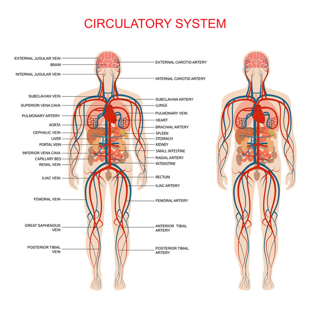 Серцево-судинна система
 - Вектор, зображення