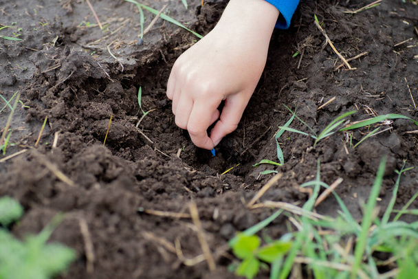 Çocuk eli bahçe yatağına havuç tohumu eker.. - Fotoğraf, Görsel