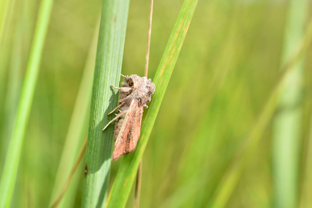 Eine hellbraune Motte, der gestreifte Gürtelwurm, sitzt auf dem Gras. - Foto, Bild