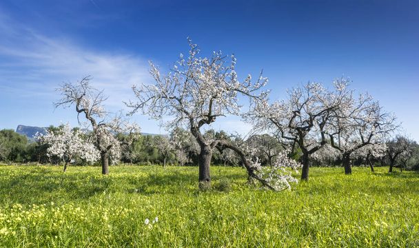 古代アーモンドの木は,彼らの狭い枝がスカイウォードに達すると,繊細な白い花で飾られ,活気に満ちた畑の上の穏やかな風の中で踊ります - 写真・画像