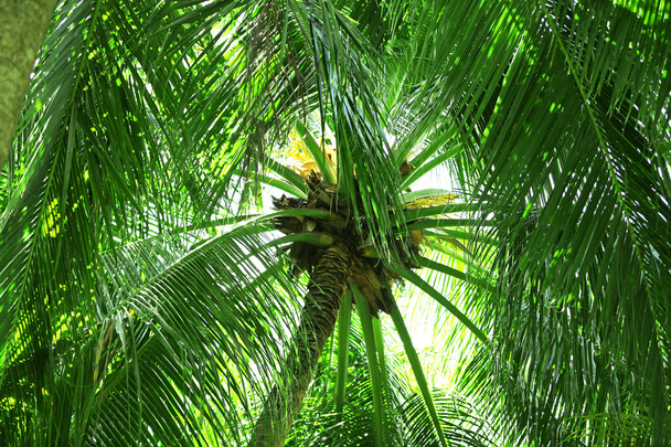 Green leaves of exotic palms - Fotografie, Obrázek