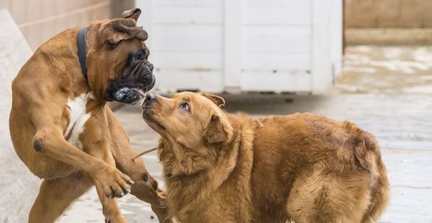 Zwei Hunde treiben spielerische Eskapaden, wobei einer dem anderen sanft ins Ohr beißt - Foto, Bild