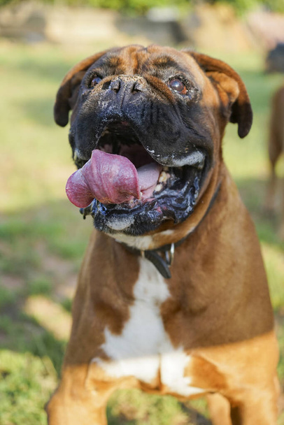 Zbliżenie psa bokserskiego z radosną miną i językiem na wierzchu, pławiącego się w słońcu - Zdjęcie, obraz