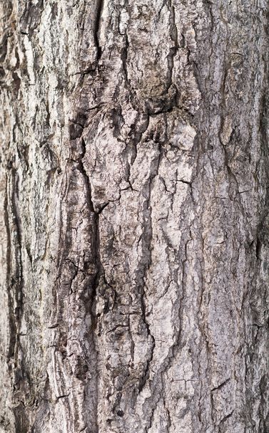 φλοιό δέντρων - Φωτογραφία, εικόνα