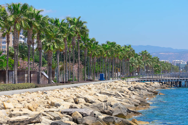 Palmeiras em Molos Seaside Park em Limassol Chipre - Foto, Imagem