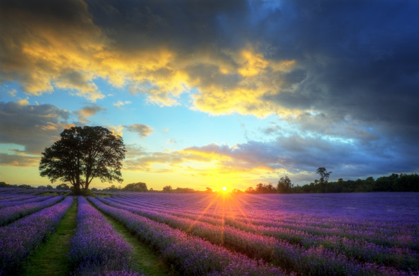 Atemberaubender stimmungsvoller Sonnenuntergang über pulsierenden Lavendelfeldern - Foto, Bild
