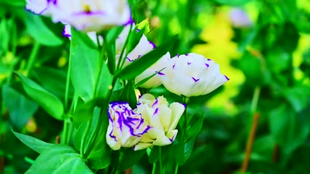 Flores Lisianthus blancas en el jardín. - Imágenes, Vídeo