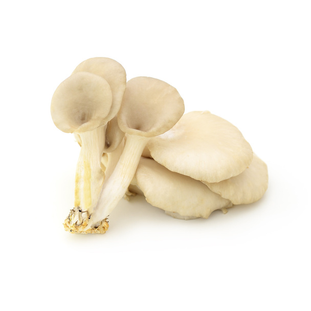 устричні гриби на білому тлі
 - Фото, зображення