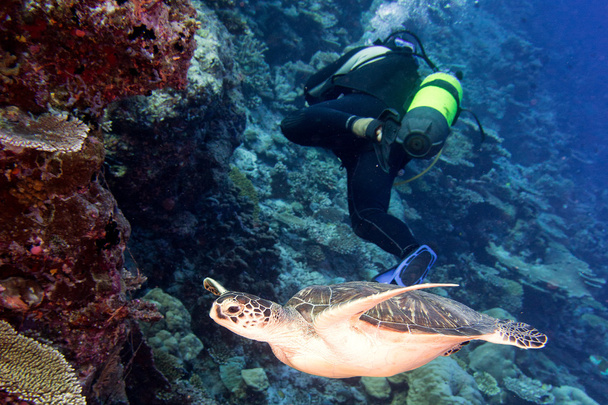 schildpad komt naar u onderwater - Foto, afbeelding