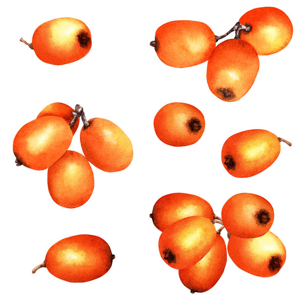 Set of sea buckthorn orange berries. Hand drawn botanical watercolor illustration isolated on white background. For clip art, cards, menu, label, package - Photo, Image