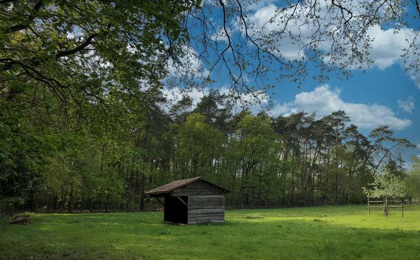 Dit serene beeld nodigt kijkers uit in een rustige open plek in het bos, waar een eenzame houten schuur staat te midden van een weelderige weide, begrensd door een uitgestrektheid van volwassen bomen onder een heldere, wolkenkrabber. De - Foto, afbeelding