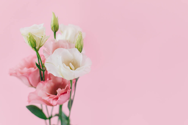 Όμορφα λευκά και ροζ λουλούδια Eustoma (Lisianthus) σε ροζ παστέλ φόντο. Θέση για κείμενο. - Φωτογραφία, εικόνα