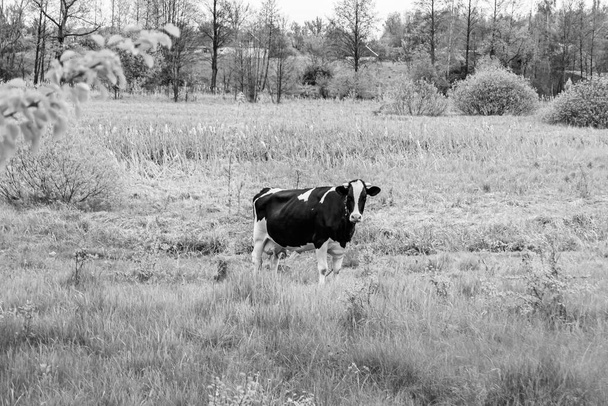Фотография на тему красивая большая молочная корова пасется на темном лугу под светлым небом, фото состоящее из молочной коровы с длинным хвостом едят солому на лугу, молочная корова в травяном лугу для вкусной белой жидкости - Фото, изображение