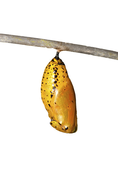 χρυσαλλίδα πεταλούδα - Φωτογραφία, εικόνα