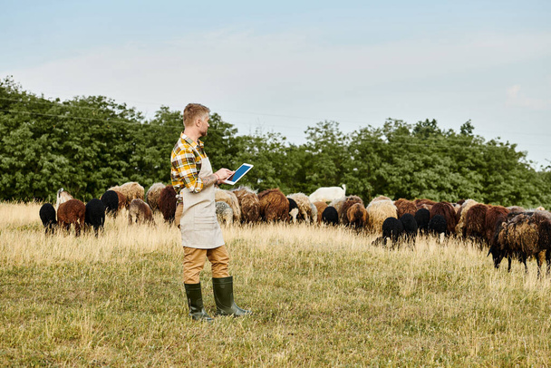 atrayente granjero con barba y tatuajes usando tableta para analizar su ganado de ovejas y corderos - Foto, imagen
