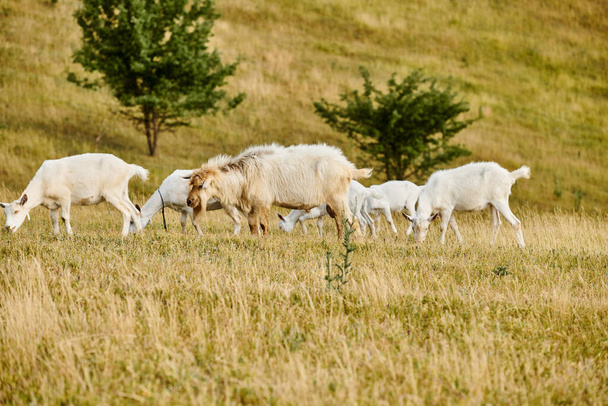 ogromne żywe bydło uroczych kóz wypasających świeże chwasty i trawę podczas gdy w zielonym malowniczym polu - Zdjęcie, obraz