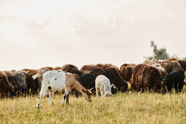 hatalmas élénk szarvasmarha aranyos juhok és kecskék legeltetés friss gyomot, míg a festői tavaszi mező - Fotó, kép