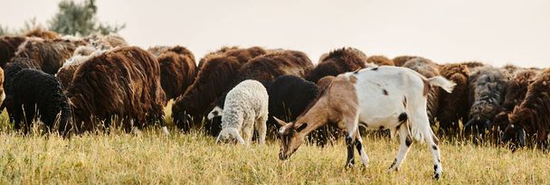valtava vilkas karjan söpö lampaita ja vuohia laiduntaminen tuoreita rikkaruohoja taas luonnonkaunis kevätkentällä, banneri - Valokuva, kuva