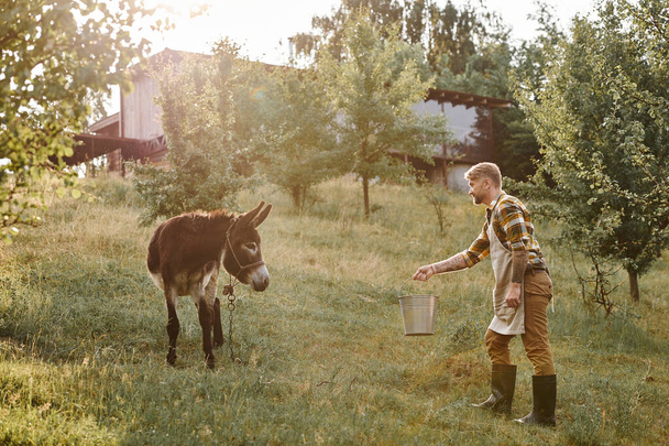 attractive bearded man with tattoos feeding funny donkey from metal bucket while on his farm - Photo, Image