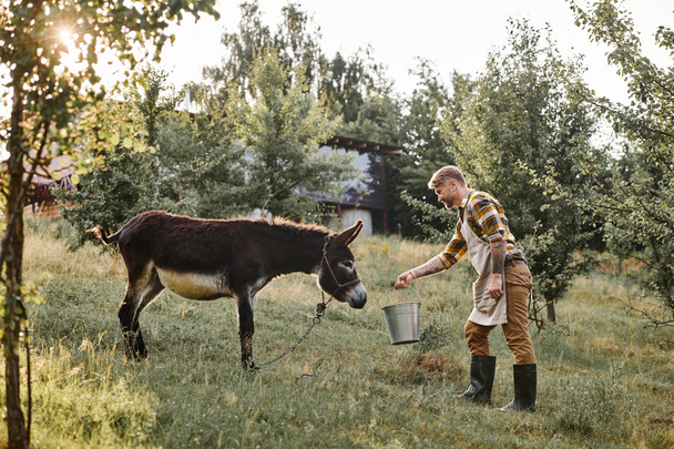 attractive bearded man with tattoos feeding funny donkey from metal bucket while on his farm - Photo, Image