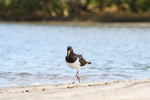 ユーラシアのオイスターキャッチャー(ハイマトプスカイラルガス) 赤いビークが付いた暗いプランテージを持つ中型の鳥,動物は川岸の砂浜を歩き,食べ物を探します. - 写真・画像