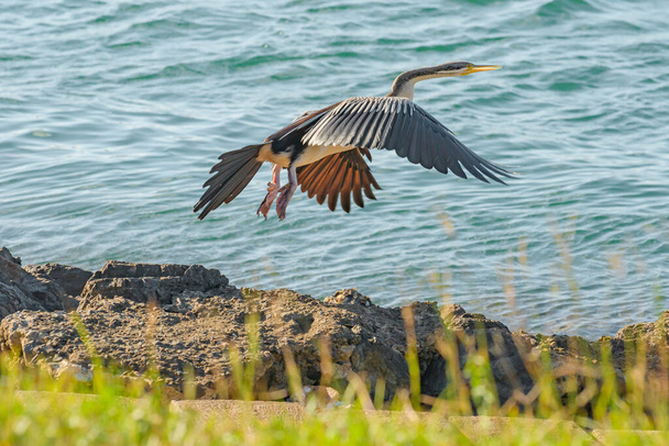 Australaziatische darter (Anhinga novaehollandiae) een grote watervogel met donker verenkleed en een lange nek, een dier in vlucht, de vogel vertrok vanaf de oever boven de rivier. - Foto, afbeelding