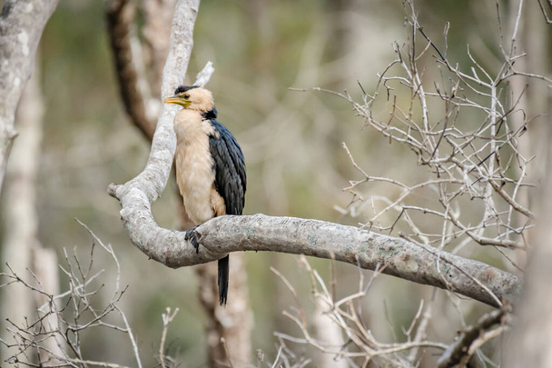 Australaziatische darter (Anhinga novaehollandiae) een grote watervogel met donker verenkleed en een lange nek, het dier zit aan een boomtak. - Foto, afbeelding
