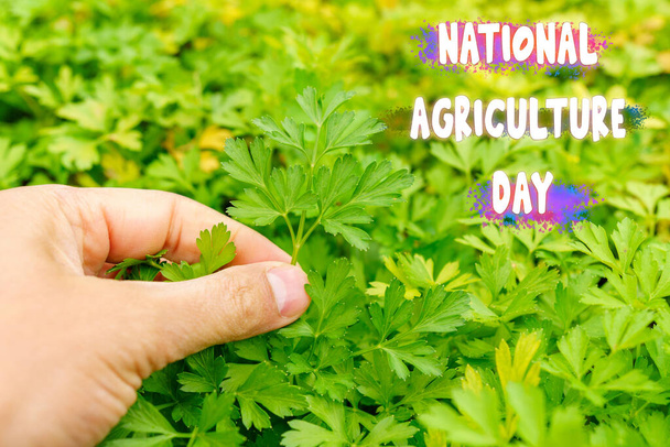 Национальный день сельского хозяйства со сбором свежих трав в пышном саду - Фото, изображение