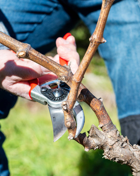 Winegrower pruning the vineyard with professional steel scissors. Traditional agriculture. Winter pruning. - Foto, Imagem