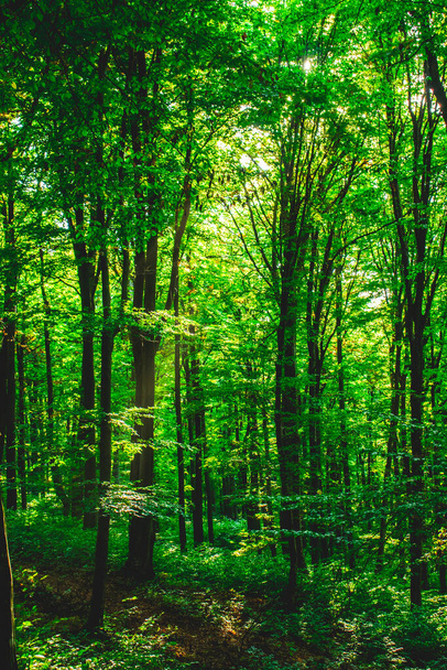 Herfst in het bos, groene en gele bladeren en bomen, prachtige stille natuur - Foto, afbeelding