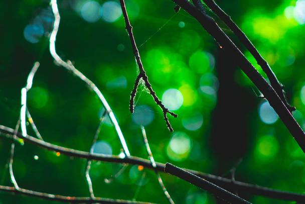 Otoño en el bosque, colores de hojas y árboles verdes y amarillos, hermosa naturaleza silenciosa - Foto, imagen