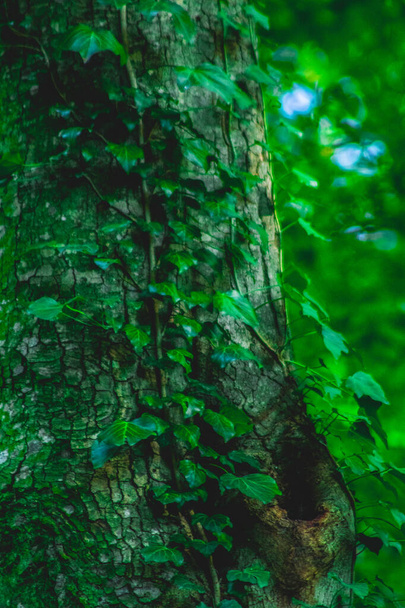 Осень в лесу, цвета зеленых и желтых листьев и деревьев, красивая тишина природы - Фото, изображение