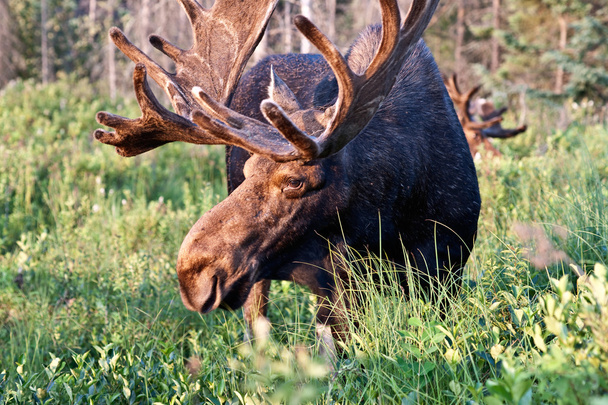 Bull moose obrázek - Fotografie, Obrázek